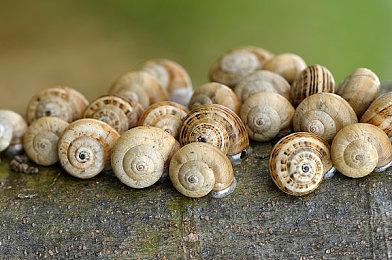 《星际：异端先知》光头女主最爱玩《真人快打1》